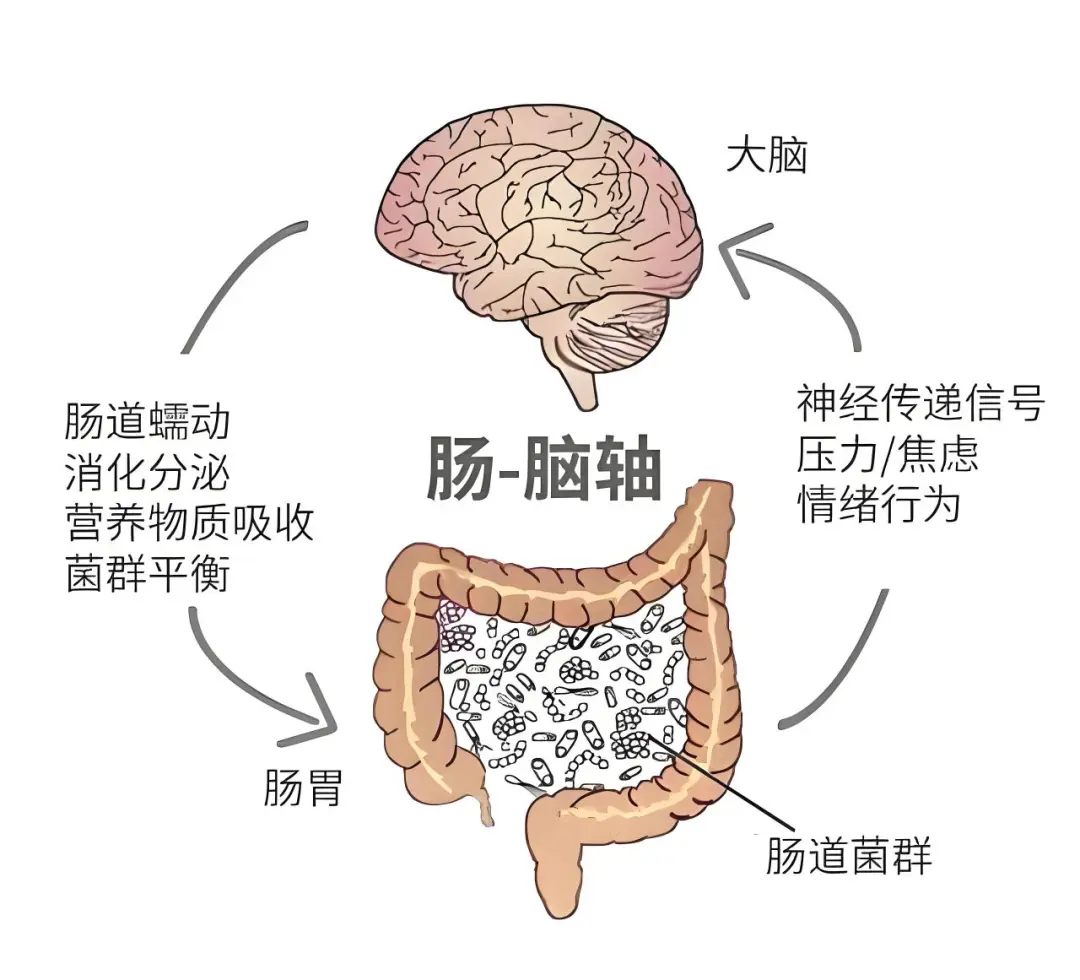 吃對、動夠、睡足，全方位呵護腸道健康