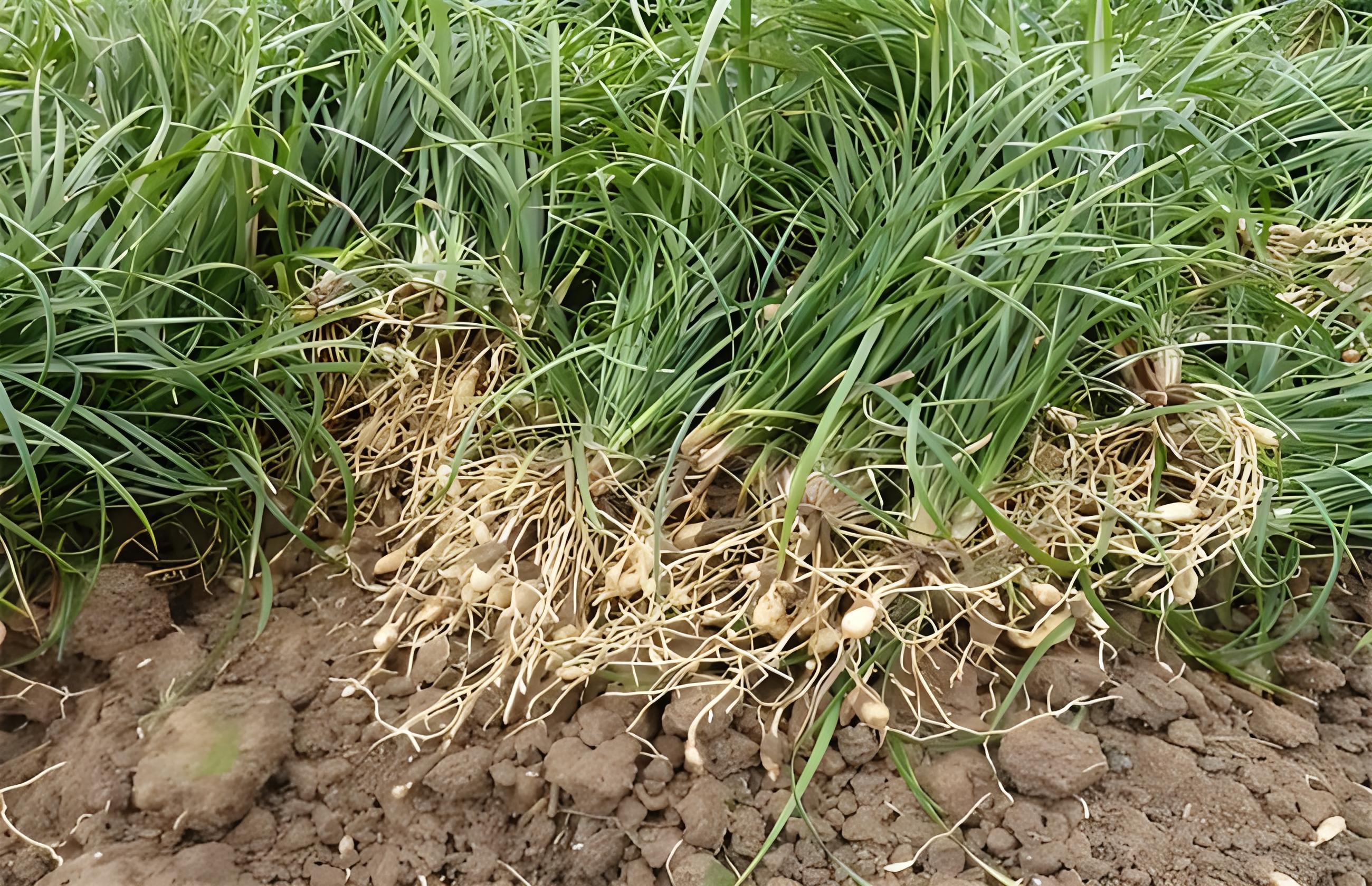 麥冬：治燥熱咳嗽肺癰 善滋陰潤肺退虛熱