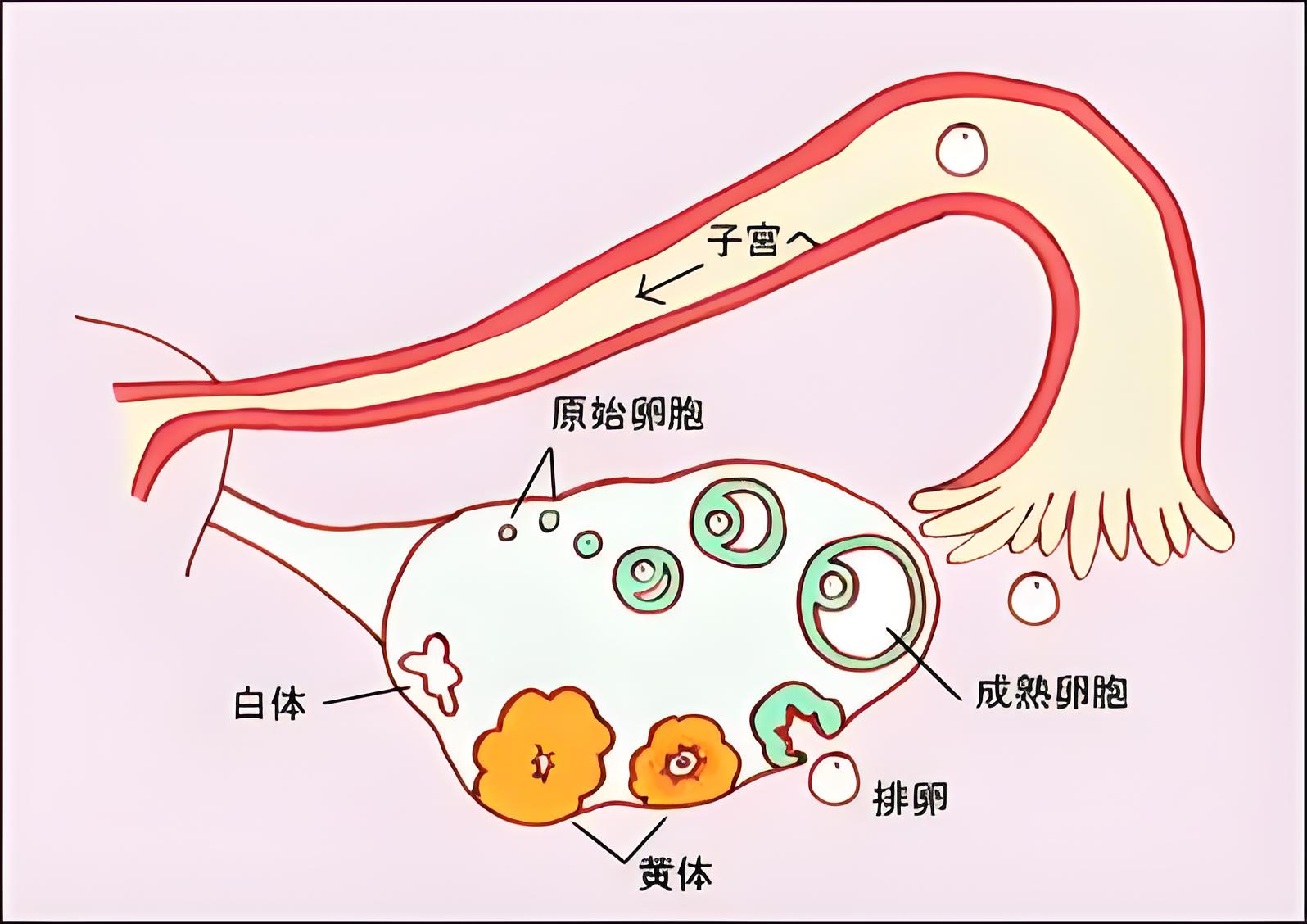 關(guān)于卵巢早衰，您真的了解嗎？